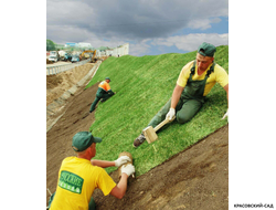 Рулонный газон Универсал