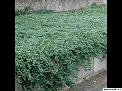 Можжевельник Айс Блю - Icee Blue