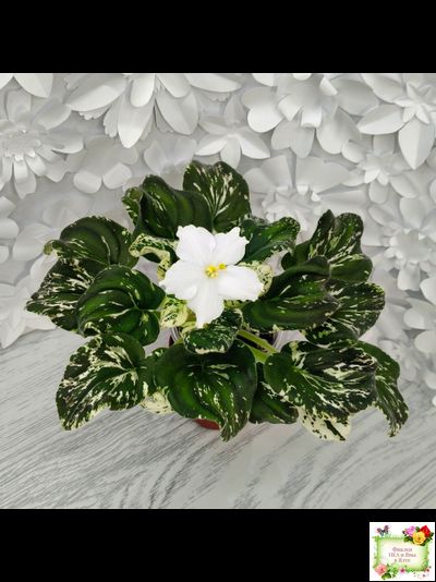 LV-Зюзя (Л. Шевелева) 2025 г. трейлер (клакамас пестролистный)