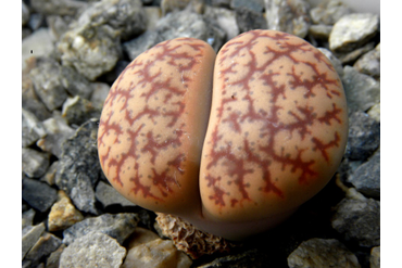 Lithops pseudotruncatella 
