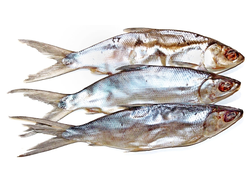 Сиг атлантический (молочная) вяленый