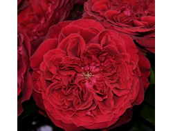 Тесс (Tess) чг (