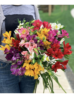 Альстромерия