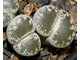 Lithops lesliei v.venteri - 10 семян