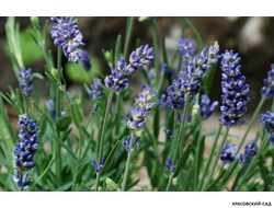 Лаванда широколистная  - latifolia