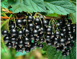 Смородина черная