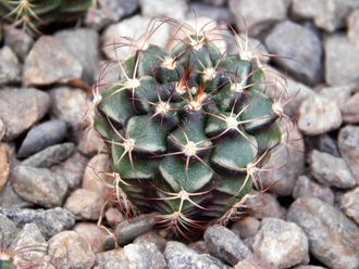 Gymnocalycium bruchii v. niveum VG 536