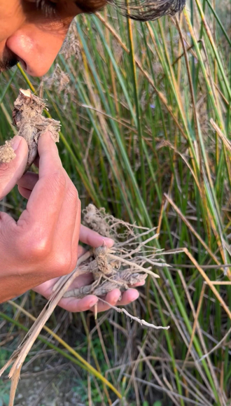 Нагармота, циперус, сыть (Cyperus scariosus) 2 г - 100% натуральное эфирное масло