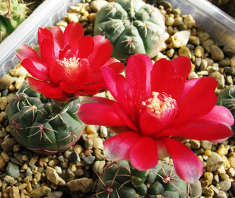 Gymnocalycium baldianum aff.VG-559 (D=25мм)