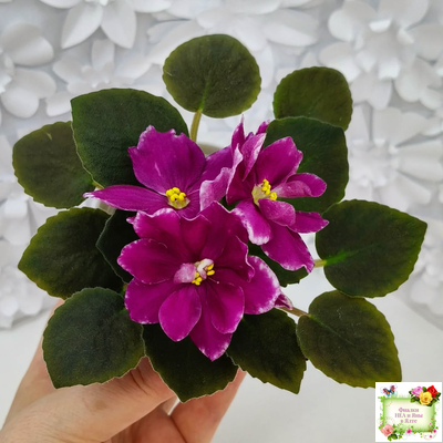 АВ-Последняя Любовь Самурая (Фиалковод) 2021 г. (лист посажен 19.01.26)