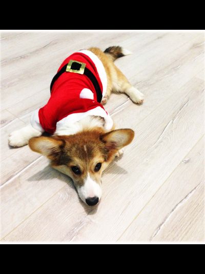 Шубка для собаки Санта