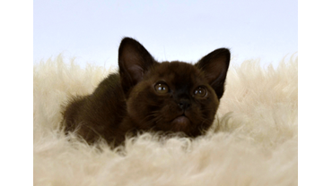 Европейская бурма соболиного окраса