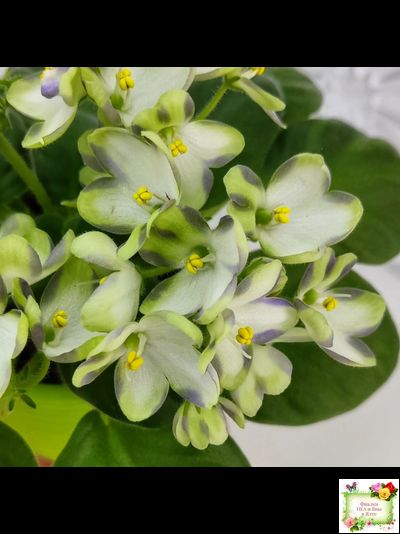 Марина Цветаева (А.Басенина) 2017 г. химера (сорт укоренённый пасынок)