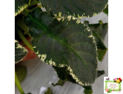 Senk's Try the Decaf химера, (пестролистный лонг) стандартный трейлер (пасынок из цветоноса укоренённый)