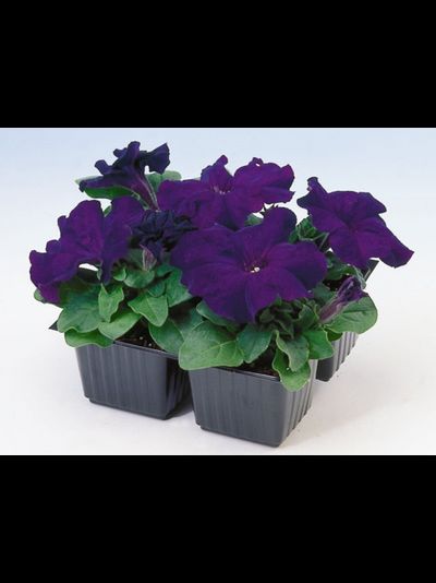 СИНЯЯ ГРАНДИФЛОРА ИЗ РИДЕР БЛЮ 4ШТ