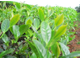 Семена Зеленого чая, Камелии китайской (Camellia sinensis var. assamica) Organic (нераф) 10 мл - масло базовое