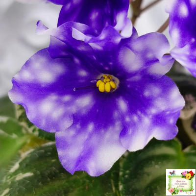 Hunter’s Andromeda (K. Muzalewski) 2023 г.