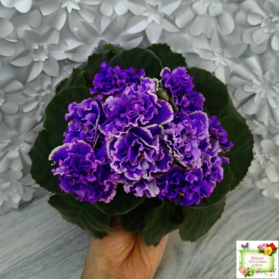 РМ-Синий Бриллиант (Н. Скорнякова) 2023 г.