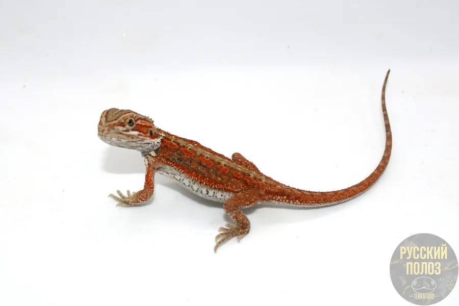 Бородатая агама, Pogona vitticeps
