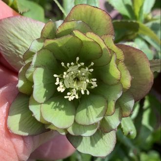 Helleborus x torquatus Grünfink