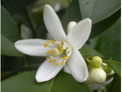Нероли (Citrus aurantium) 1 г абсолю