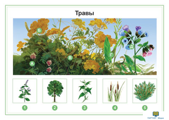 Растения, комбинированное наглядное пособие (СD-диск + 80 карточек)