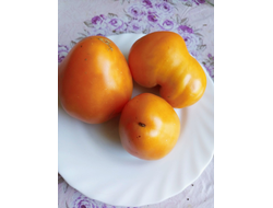 Томат гном Абрикос Виллы Карибу (Dwarf Willa’s cariboo apricot)