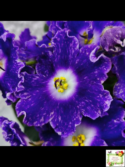 DS-Сияющий Колокольчик (Dimetris) 2014 г.