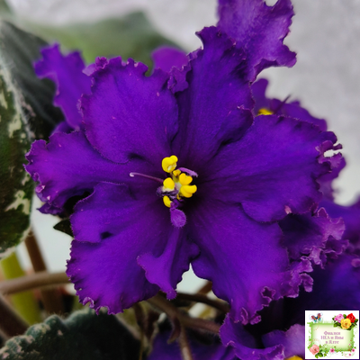 РМ-Черный Оникс (Н. Скорнякова) 2023 г.