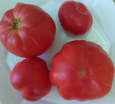 Томат Настоящий Бельмонте из Калабрии (Belmonte vero Calabro, Italy)