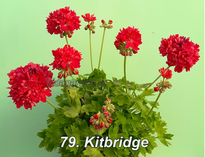 Пеларгония Kitbridge