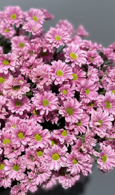 Сантини 15 шт