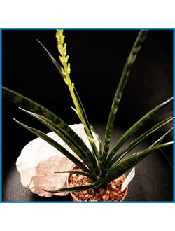 Sansevieria 'Fernwood Punk'