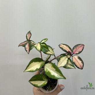 25/07/2025 Hoya Carnosa Exotica