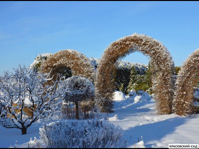 Топиар Арка из Лиственницы европейской
