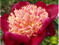 ПИОН "СОРТ ДАНС" (очень крупные цветы)