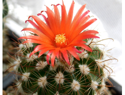 Parodia subtilihamata FR 741 - 10 семян