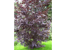 Черемуха краснолистная Сибирская Красавица   выс.саженца 60см, горшок С 3л.