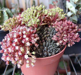 Sinocrassula Yunnanensis