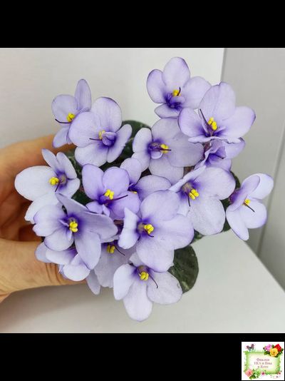 Smitten Kitten (LLG/S.Sorano) 03/22/2008 (9956)