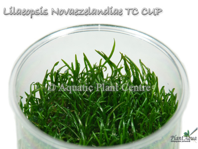 Лилеопсис новозеландский (меристемный) Азия