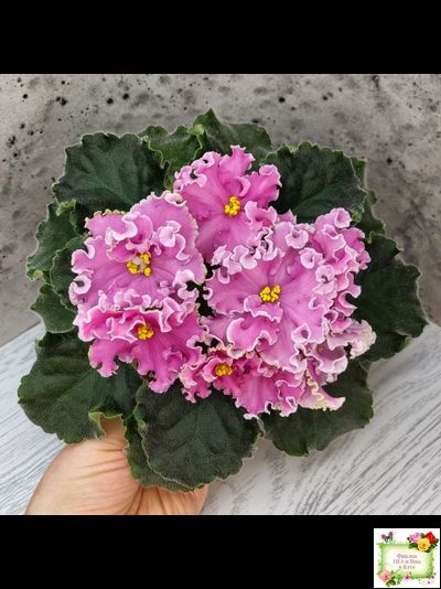 НД-Ливадия (Н. Данилова-Суворова) 2020 г.