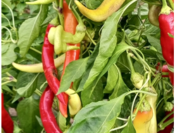 перец острый Бараний рог