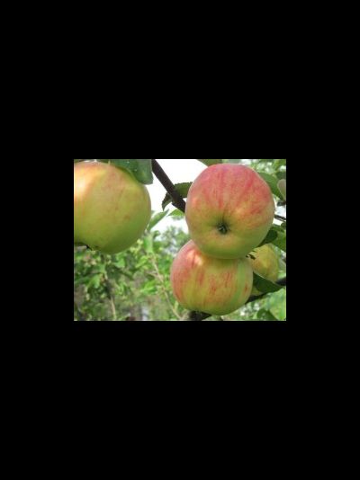 Первый салют (яблоня)