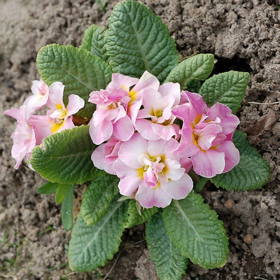 "Лист примулы " силиконовый молд (вайнер)