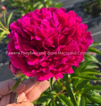 Пион памяти Голубинской