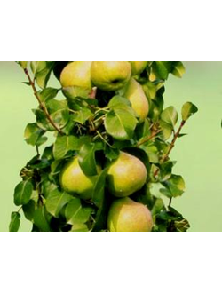 Груша колоновидная Г333  (ранне-осен.)