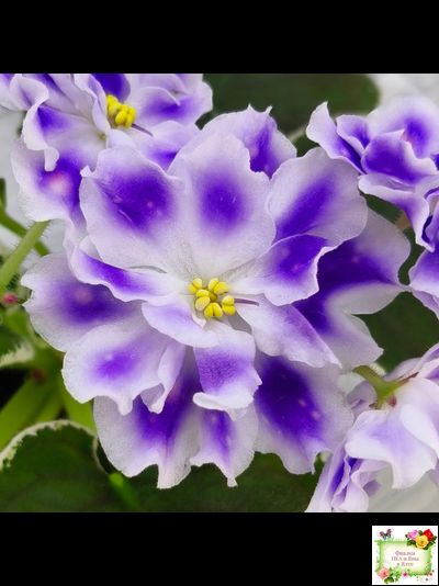 ВаТ-Монарх (Т. Валькова) 2016 г.