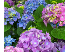 Крупнолистовая и древовидная гортензия