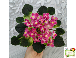 Mac's Scorching Sun (G. McDonald) (лист посажен 29.10.25)